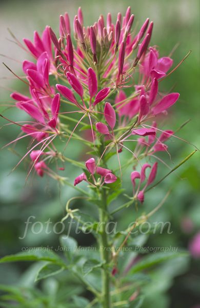 Rose Queen Cleome