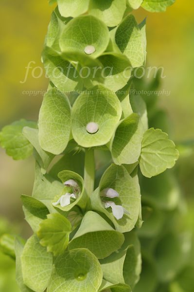 Bells Of Ireland. bells of ireland dp1082