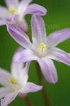 Chionodoxa forbesii Pink Giant dp2308