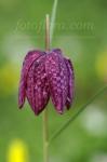 Fritillaria meleagris dp2393