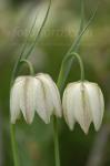 Fritillaria meleagris alba dp427