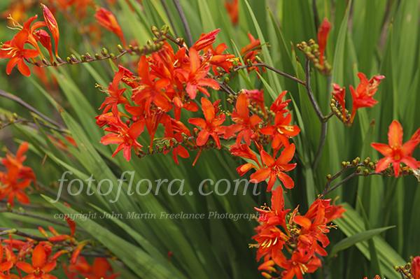 http://www.fotoflora.com/filestore/perennials/perennials_a_-_z/perennials_c-e/crocosmia_orange_devil_montbretia_dp2819.jpg