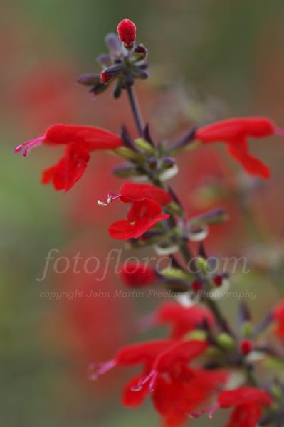 Anna+Sage+Lady+In+Red Anna Sage Lady In Red http://www.fotoflora.com/pages/search-fotoflora ...