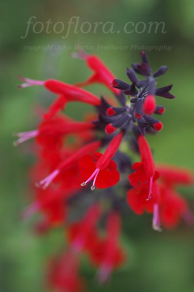 Anna+Sage+Lady+In+Red Anna Sage Lady In Red http://www.fotoflora.com/pages/search-fotoflora ...