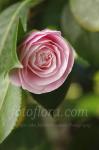 Camellia Barbara Clark x C saluensis x C reticulata dp3639