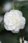 Camellia japonica alba plena dp4090