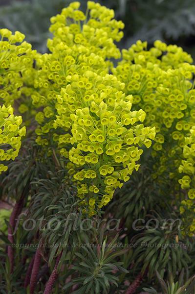 Purple Euphorbia