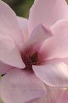 Magnolia Caerhayes Belle dp2467