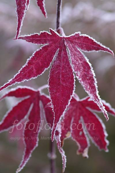 Frosted Leaves