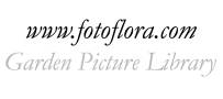 FotoFlora Garden Flowers Photo Library